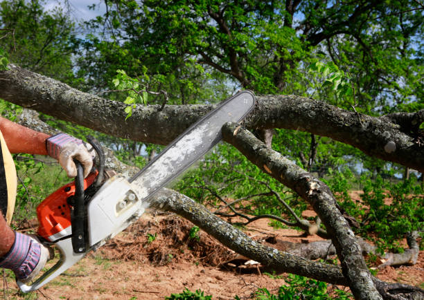 The Steps Involved in Our Tree Care Process in Republic, PA